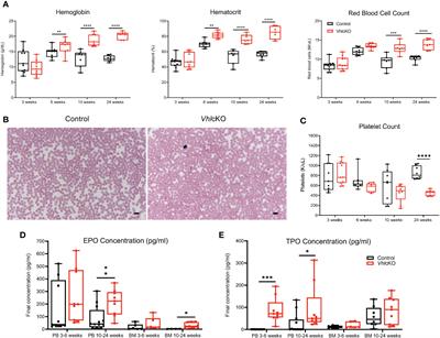 Vhl deletion in Dmp1-expressing cells alters MEP metabolism and promotes stress erythropoiesis